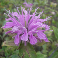 Monarda fistulosa flower